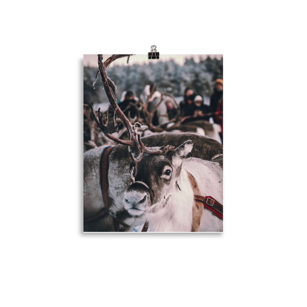 Reindeer 4 Me Poster