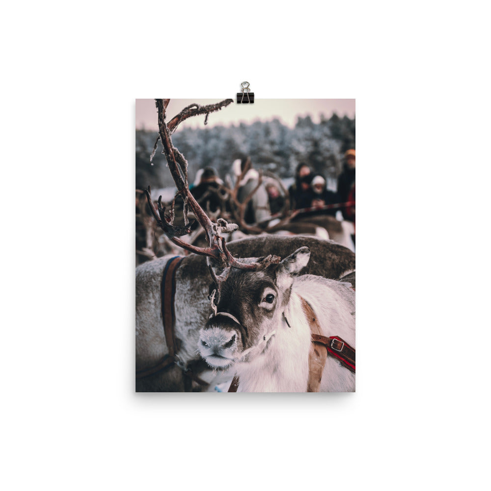 Reindeer 4 Me Poster