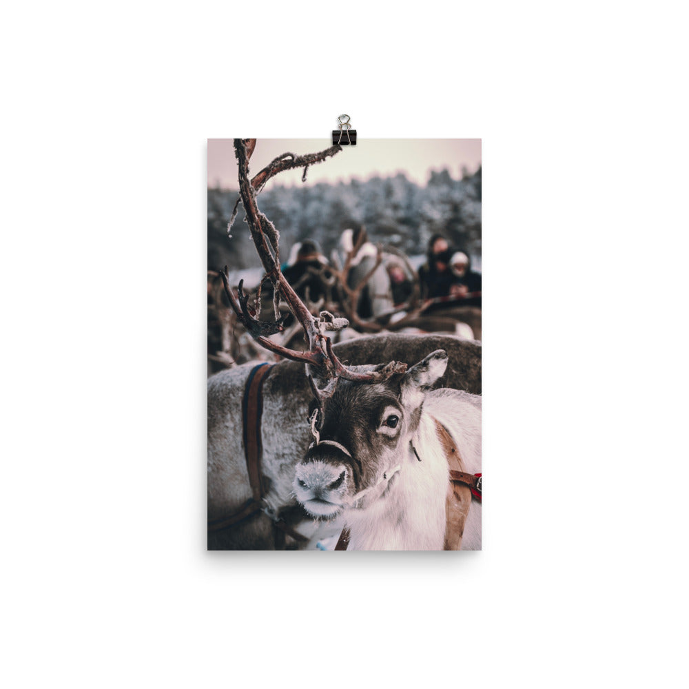 Reindeer 4 Me Poster