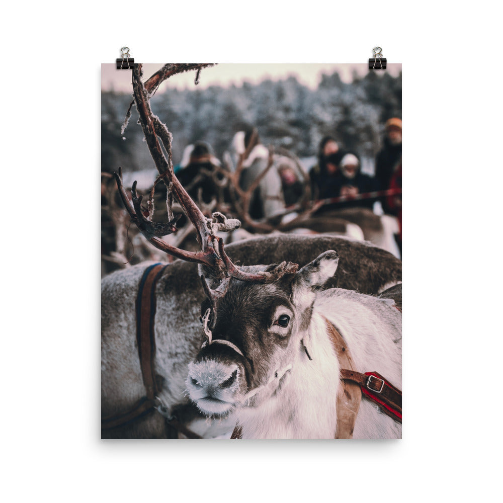 Reindeer 4 Me Poster