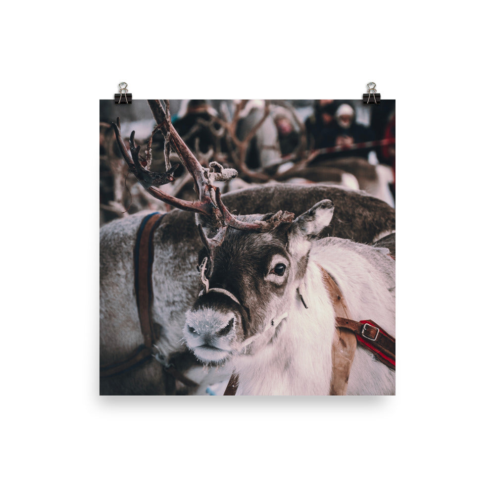 Reindeer 4 Me Poster