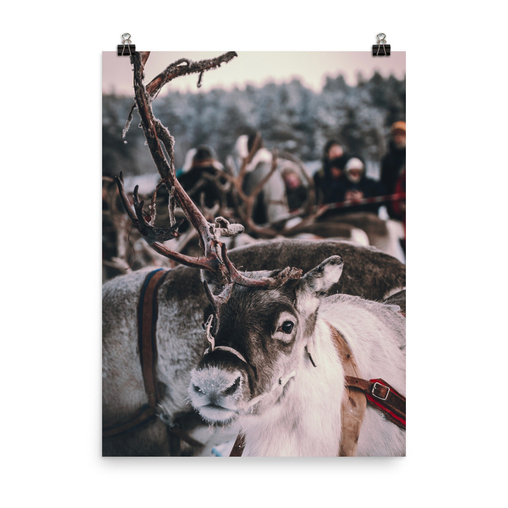 Reindeer 4 Me Poster
