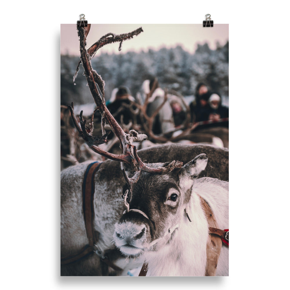 Reindeer 4 Me Poster