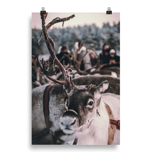 Reindeer 4 Me Poster