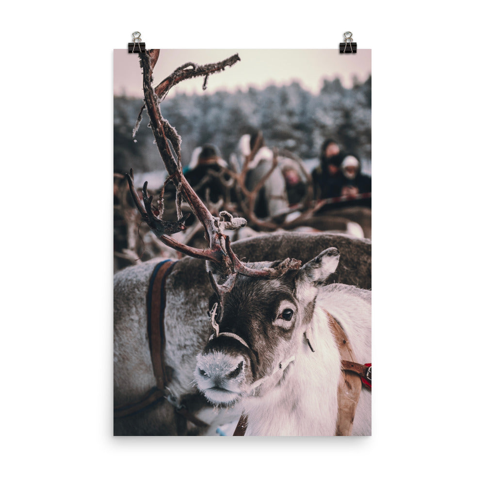 Reindeer 4 Me Poster