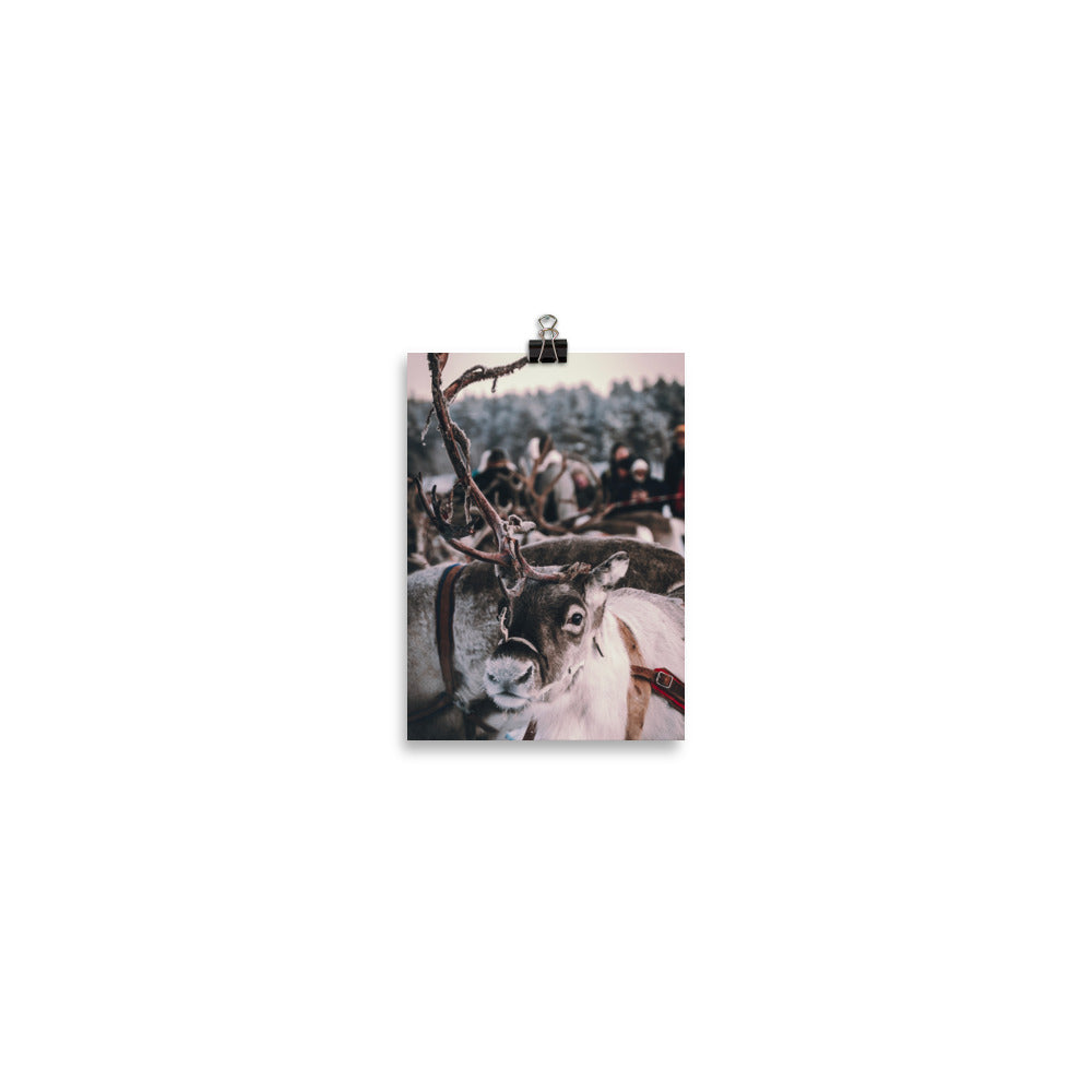 Reindeer 4 Me Poster