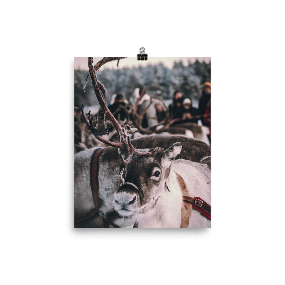 Reindeer 4 Me Poster